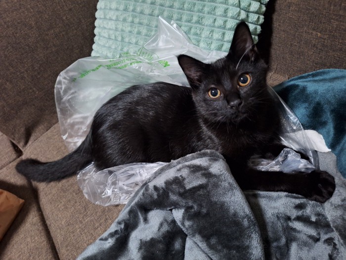 ソファでくつろぐ黒猫