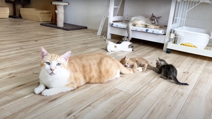 飼い主さんを見るむぎくん:飼い主さんを凝視するむぎくん