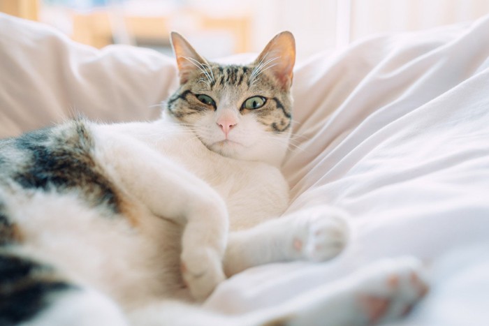 ベッドで寝ている猫 目線