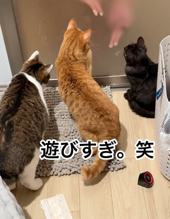 前足を伸ばす猫