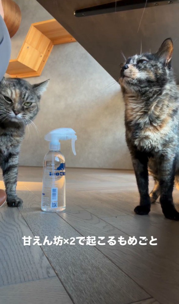 2匹の猫