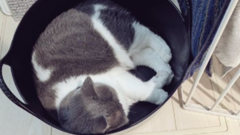 洗濯かごに入っている猫