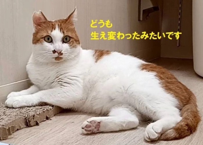 横になる猫