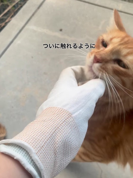 あごをなでられる猫