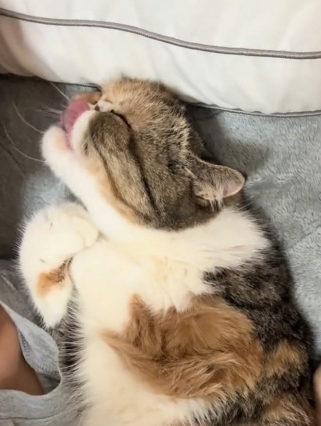 舌を出す小梅ちゃん