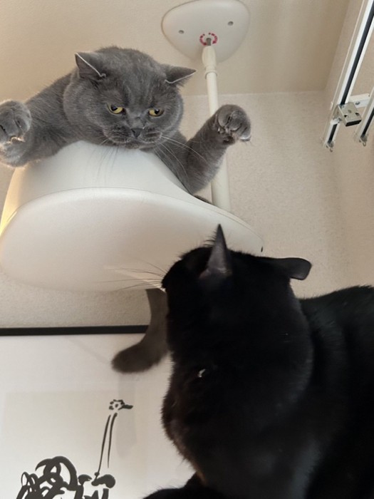 手を広げて脅かすブリティッシュショートヘアと驚く黒猫