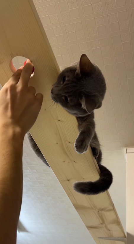 キャットウォークの穴からボールを入れる飼い主