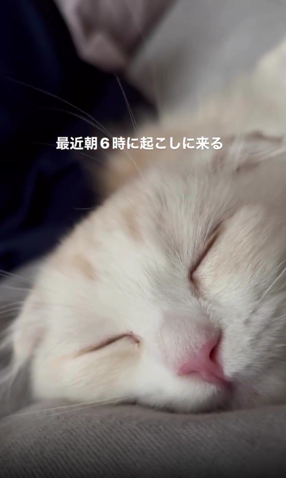 なでられている猫