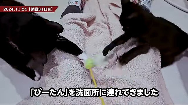 遊ぶ子猫と猫