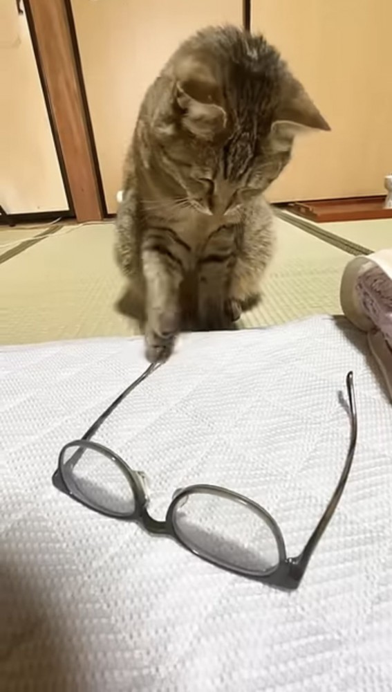 メガネをパンチする猫