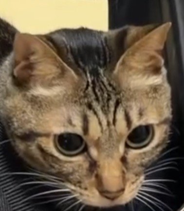 パッキングする女性の近くにやってきたキジトラ猫