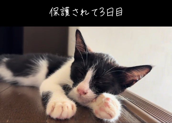 寝そべる子猫