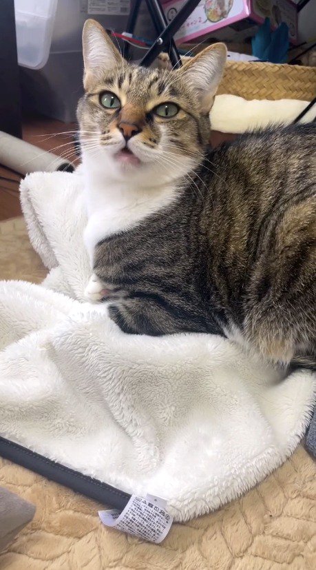 飼い主に返事を返す猫