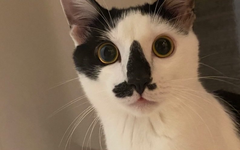 成長したダイフクくん