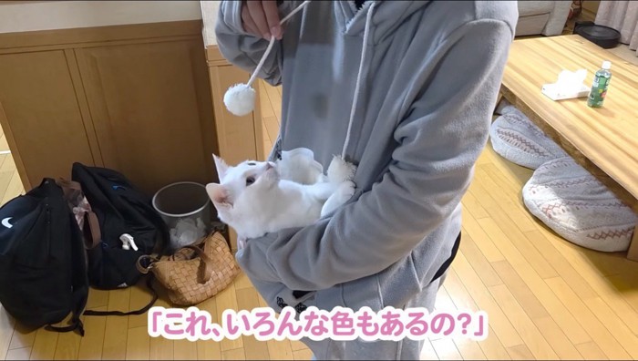 男の子が着たパーカーのポケットに収まる猫