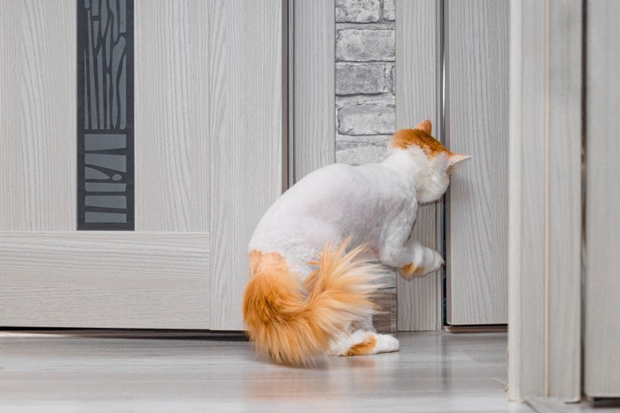 ドアの横からチェックする猫