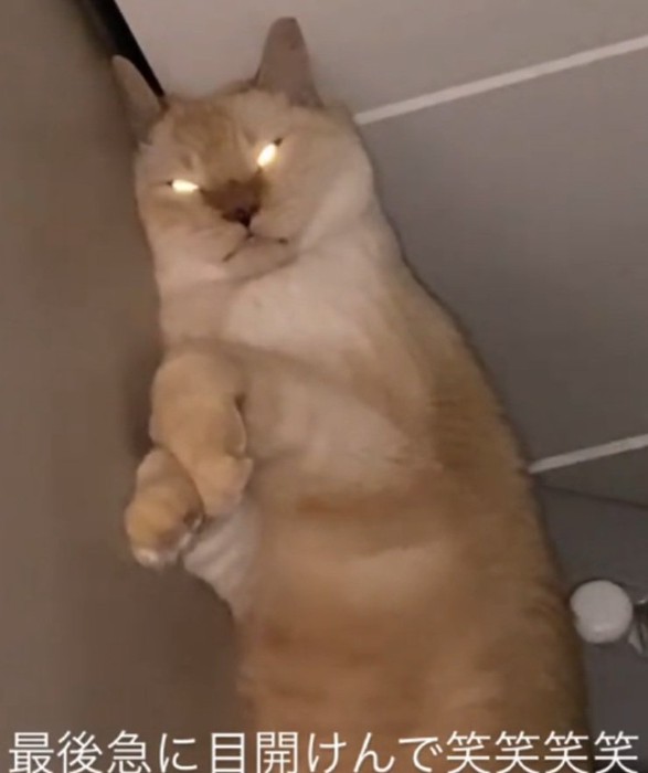 目を光らせるここちゃん