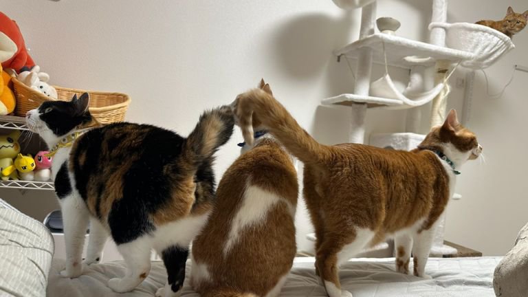 室内にいる猫たち