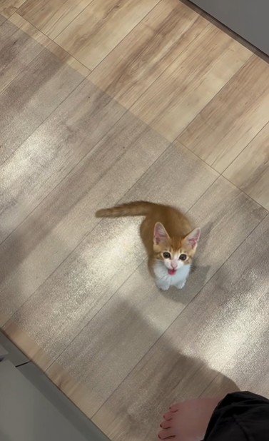 人の足元で鳴いている子猫