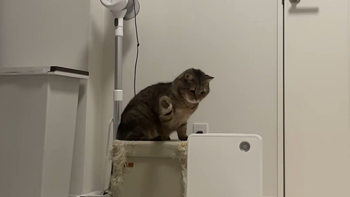 右手を振りかぶる猫