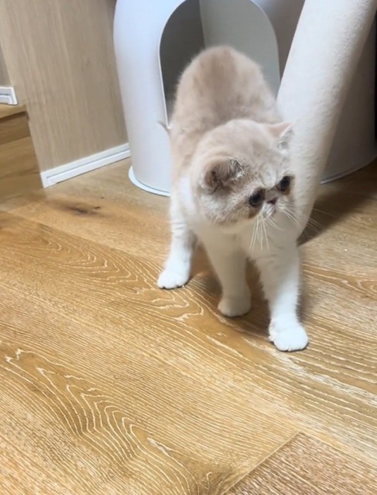 後ずさりする猫