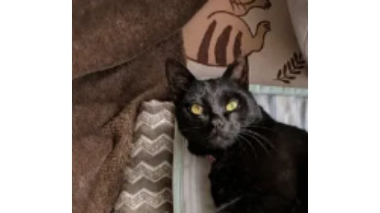 AI加工された猫