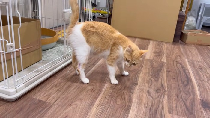 パパさんの側でウロウロするピーポーちゃん