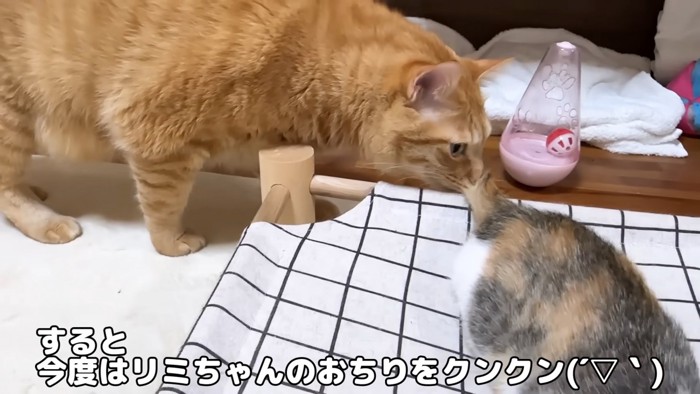 子猫のおしりのにおいを嗅ぐ成猫
