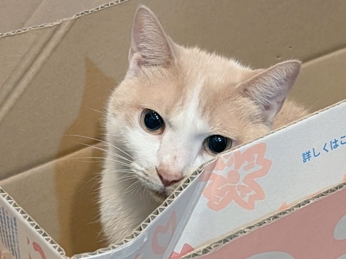ダンボール箱に入る猫