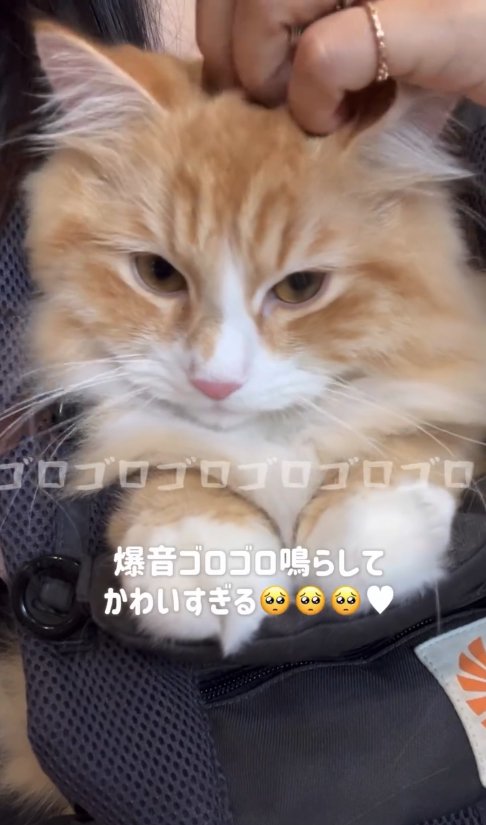 抱っこ紐の中に入っている猫