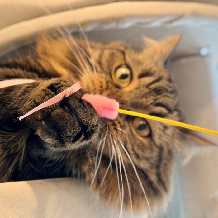 じゃらしを握るアーサーくん