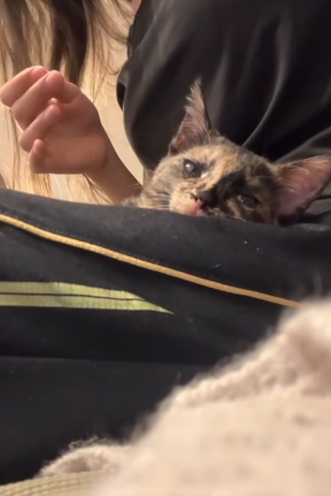 膝の上でくつろぐ猫