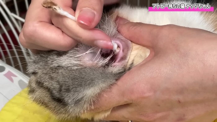 耳掃除される猫