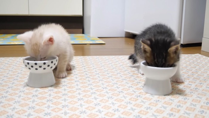 ご飯