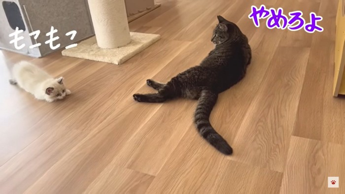 しっぽを狙う子猫