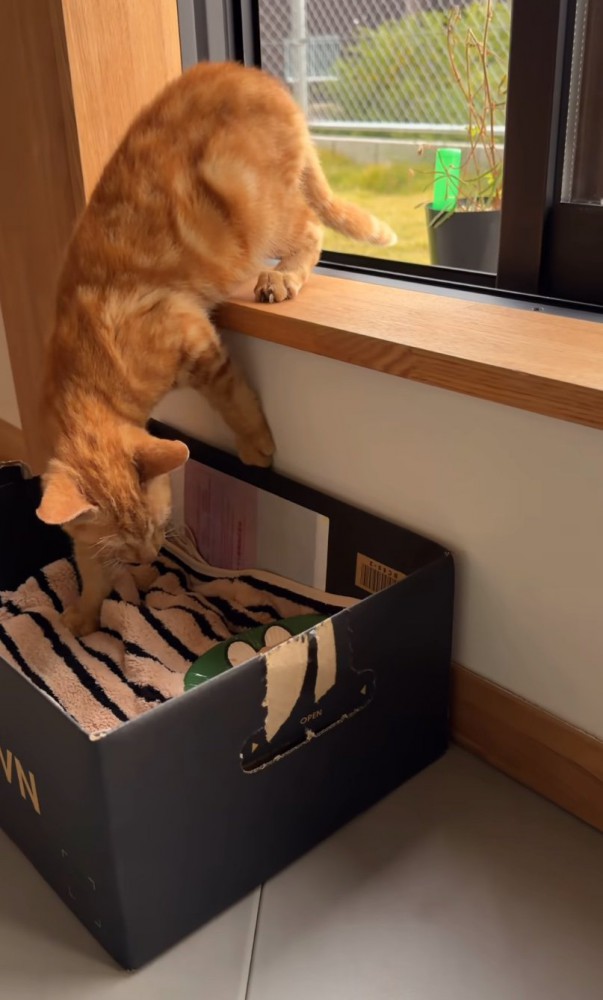 窓辺のベッドに踏み入れる子猫