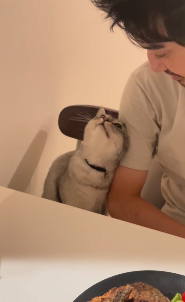 上目遣いで擦り寄る猫