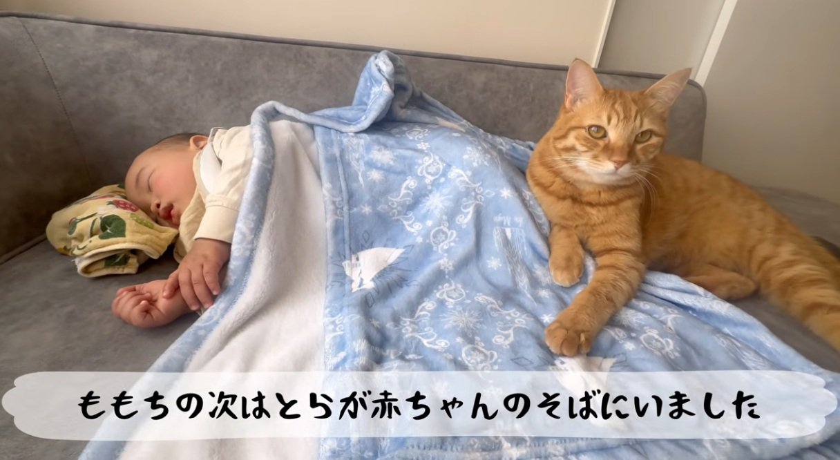 寝込んでいる赤ちゃんのそばにいる猫