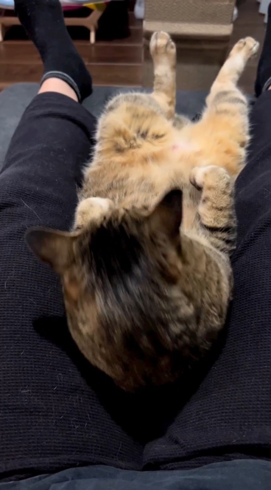 飼い主の膝の間に背中を預ける猫