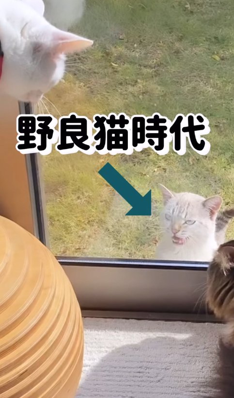 窓の外にいる猫を見つめる家の中にいる2匹の猫
