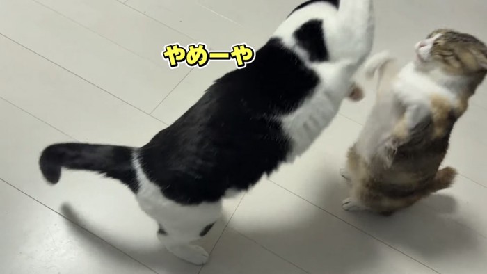 にゃんプロをする猫の写真1