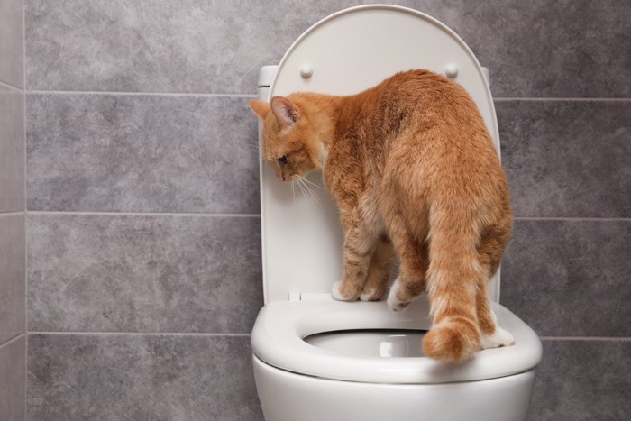 トイレの中の猫