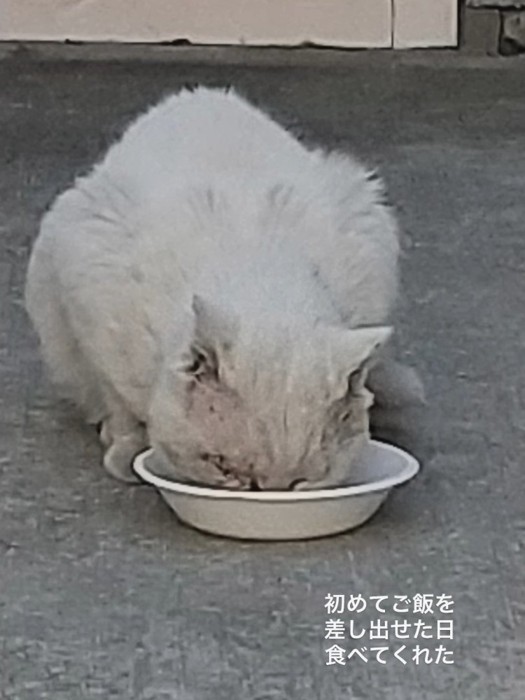 ごはんを食べる猫