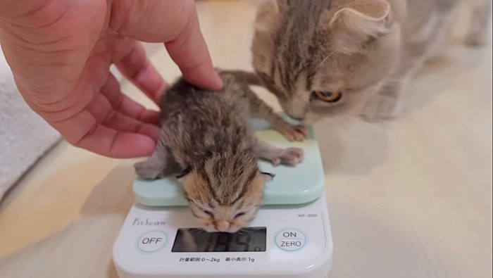 子猫が連れ去られたことに気づいた母猫