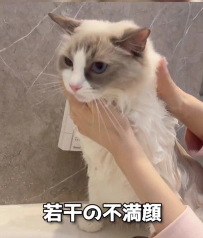 シャンプーをされている猫