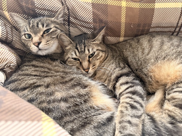 横になってる猫に抱きつく猫