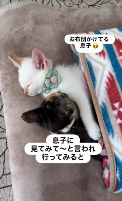 寝ている2匹の猫