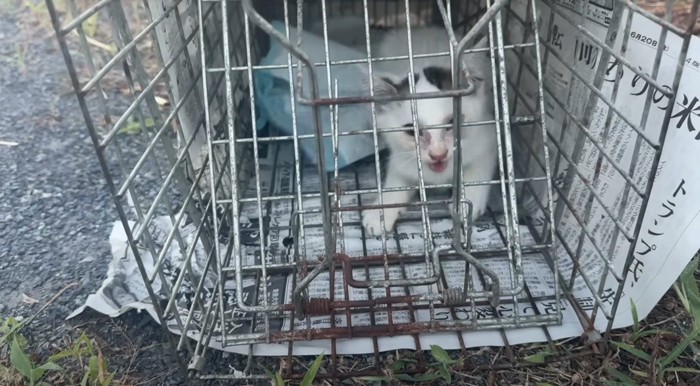 捕獲器に入った白い子猫