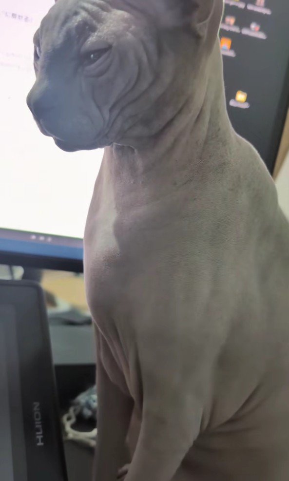 マウスにお腹をのせているスフィンクス