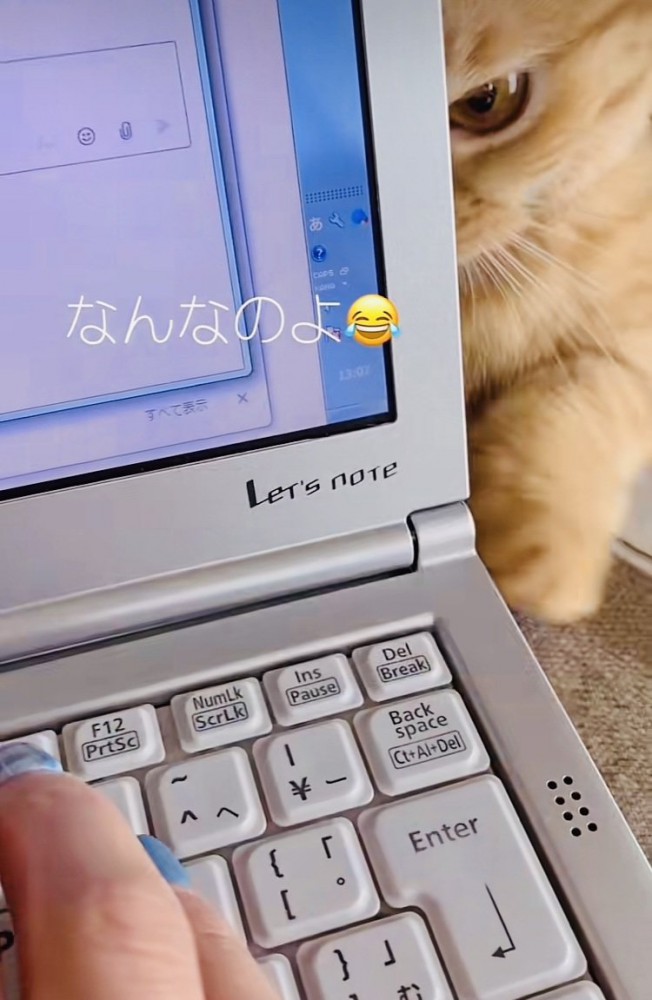 ノートパソコンの後ろで怒っているミックス猫